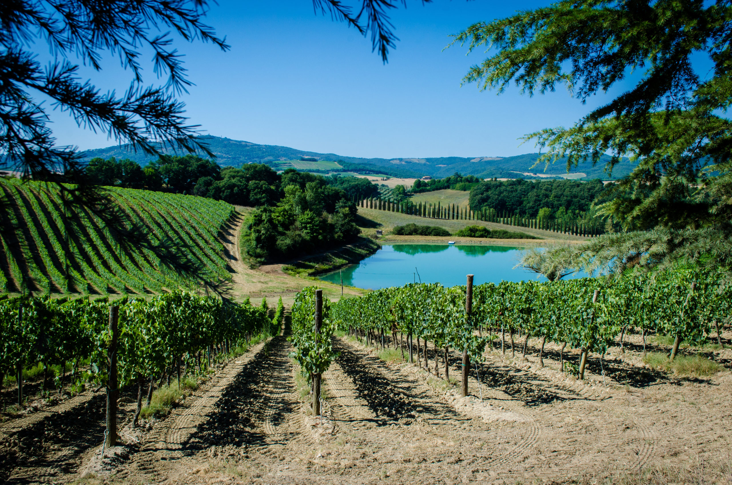 Vignes Brunello di Montalcino en Toscanes